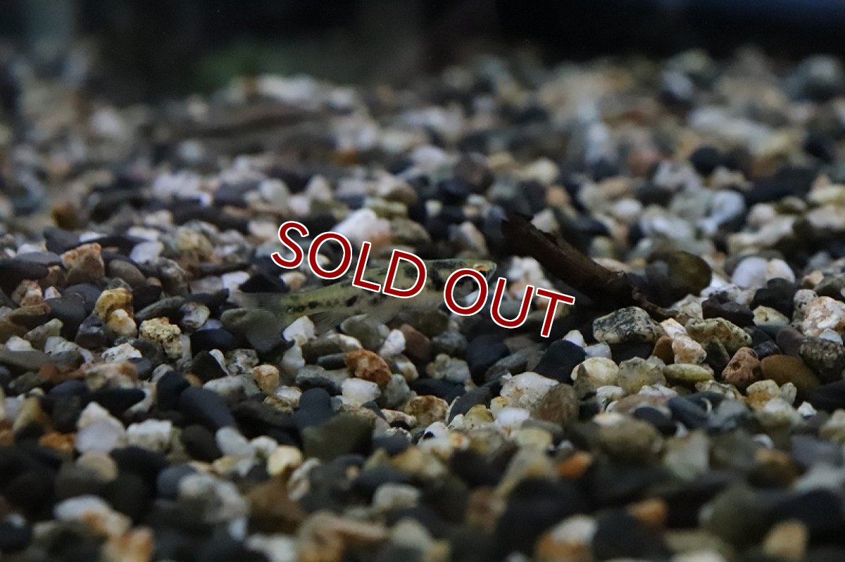 画像2: 【淡水魚】パンダコペラ ワイルド【１匹 サンプル画像】(珍カラ)(生体)(熱帯魚)ＮＫＣＫ (2)