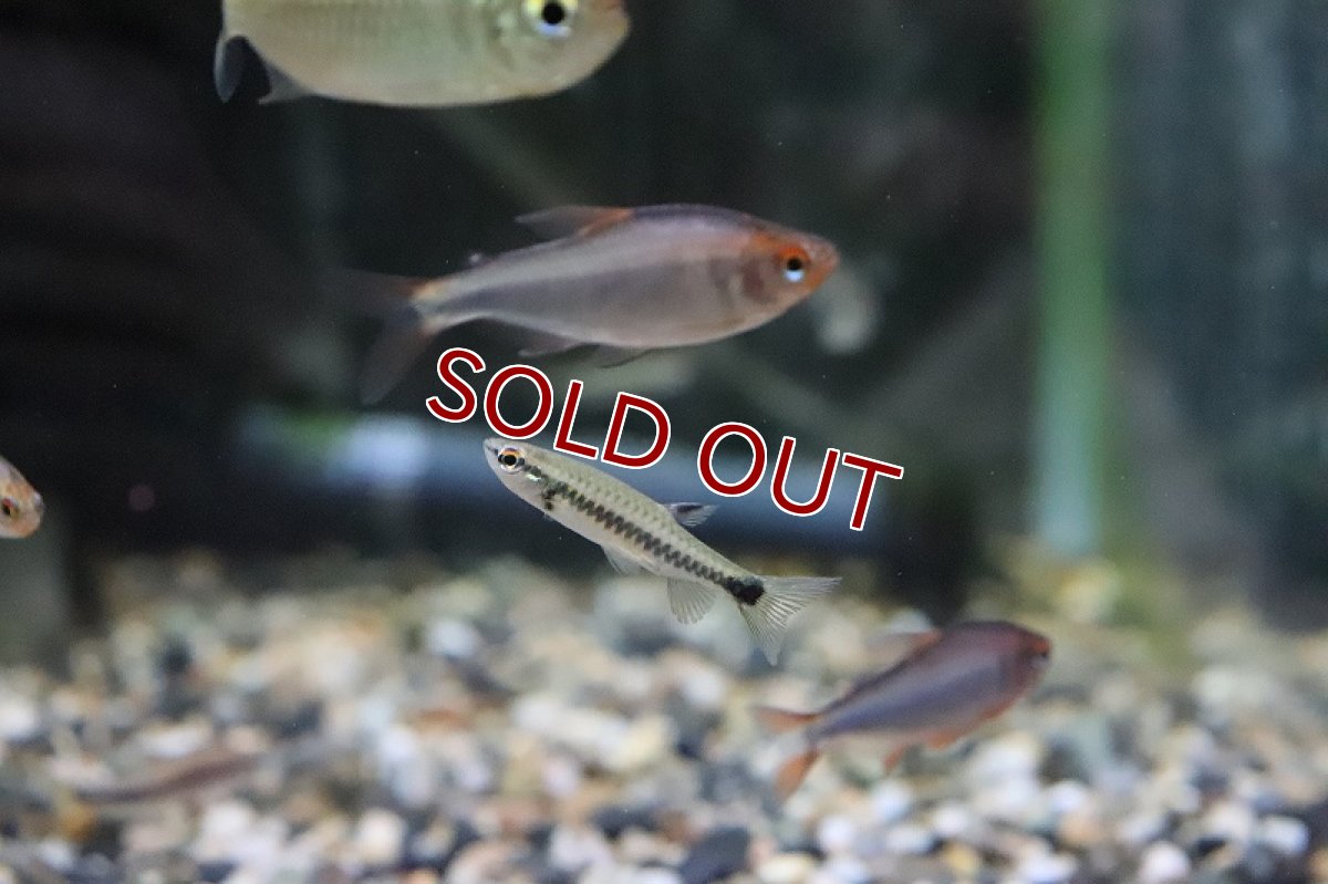 画像3: 【淡水魚】パンダコペラ ワイルド【１匹 サンプル画像】(珍カラ)(生体)(熱帯魚)ＮＫＣＫ (3)