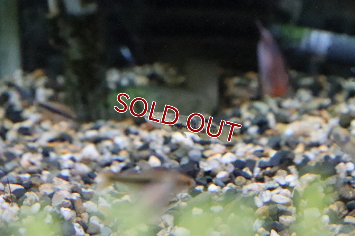 画像4: 【淡水魚】パンダコペラ ワイルド【１匹 サンプル画像】(珍カラ)(生体)(熱帯魚)ＮＫＣＫ (4)