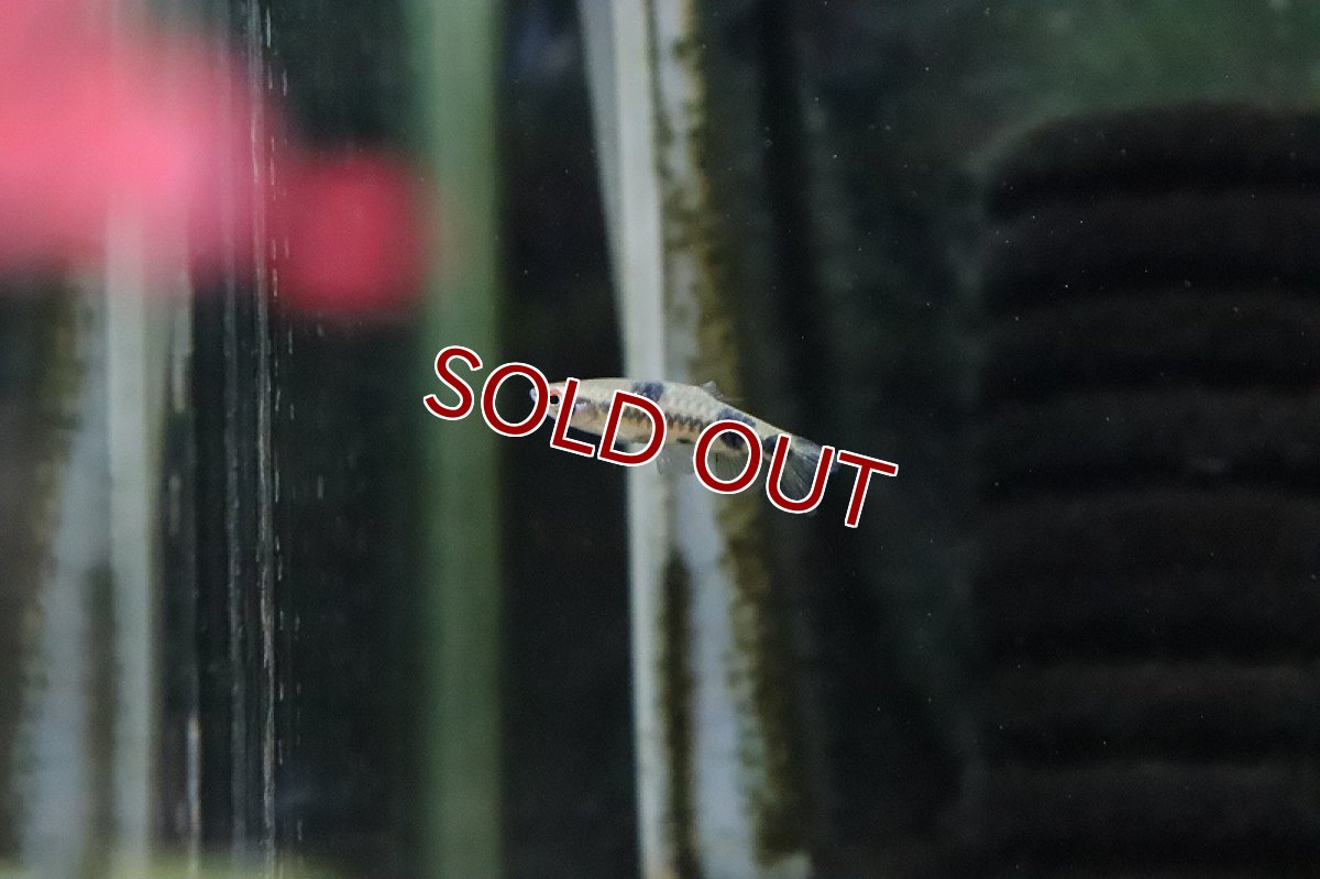 画像5: 【淡水魚】パンダコペラ ワイルド【１匹 サンプル画像】(珍カラ)(生体)(熱帯魚)ＮＫＣＫ (5)