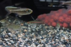 画像1: 【淡水魚】【通販】激安 赤目赤線テトラ ウルプ産 ワイルド【１匹】(珍カラ)(生体)(熱帯魚)ＮＫＣＫ (1)