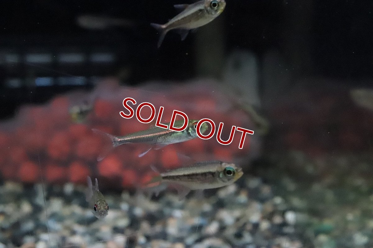 画像2: 【淡水魚】激安 赤目赤線テトラ ウルプ産 ワイルド【１匹】(珍カラ)(生体)(熱帯魚)ＮＫＣＫ (2)