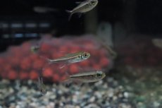 画像2: 【淡水魚】【通販】激安 赤目赤線テトラ ウルプ産 ワイルド【１匹】(珍カラ)(生体)(熱帯魚)ＮＫＣＫ (2)