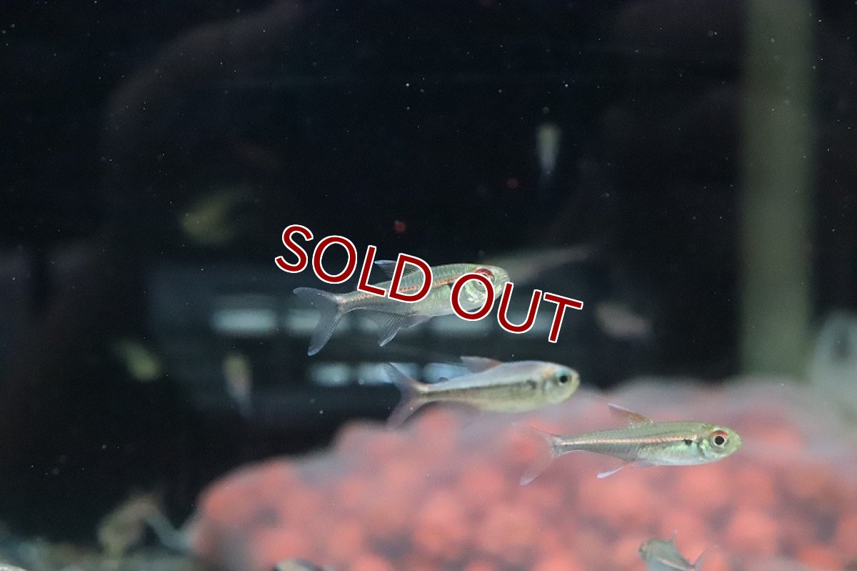 画像4: 【淡水魚】激安 赤目赤線テトラ ウルプ産 ワイルド【１匹】(珍カラ)(生体)(熱帯魚)ＮＫＣＫ (4)