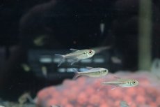 画像4: 【淡水魚】【通販】激安 赤目赤線テトラ ウルプ産 ワイルド【１匹】(珍カラ)(生体)(熱帯魚)ＮＫＣＫ (4)