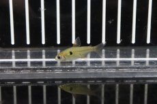 画像1: 【淡水魚】【通販】キャンディテトラ アルア産 ワイルド【１匹】(珍カラ)(生体)(熱帯魚)ＮＫＣＫ (1)