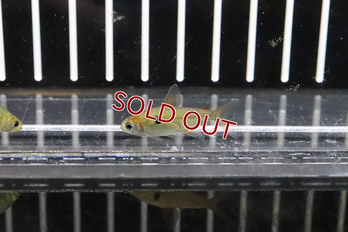 画像2: 【淡水魚】キャンディテトラ アルア産 ワイルド【１匹】(珍カラ)(生体)(熱帯魚)ＮＫＣＫ (2)