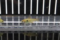 画像2: 【淡水魚】【通販】キャンディテトラ アルア産 ワイルド【１匹】(珍カラ)(生体)(熱帯魚)ＮＫＣＫ (2)