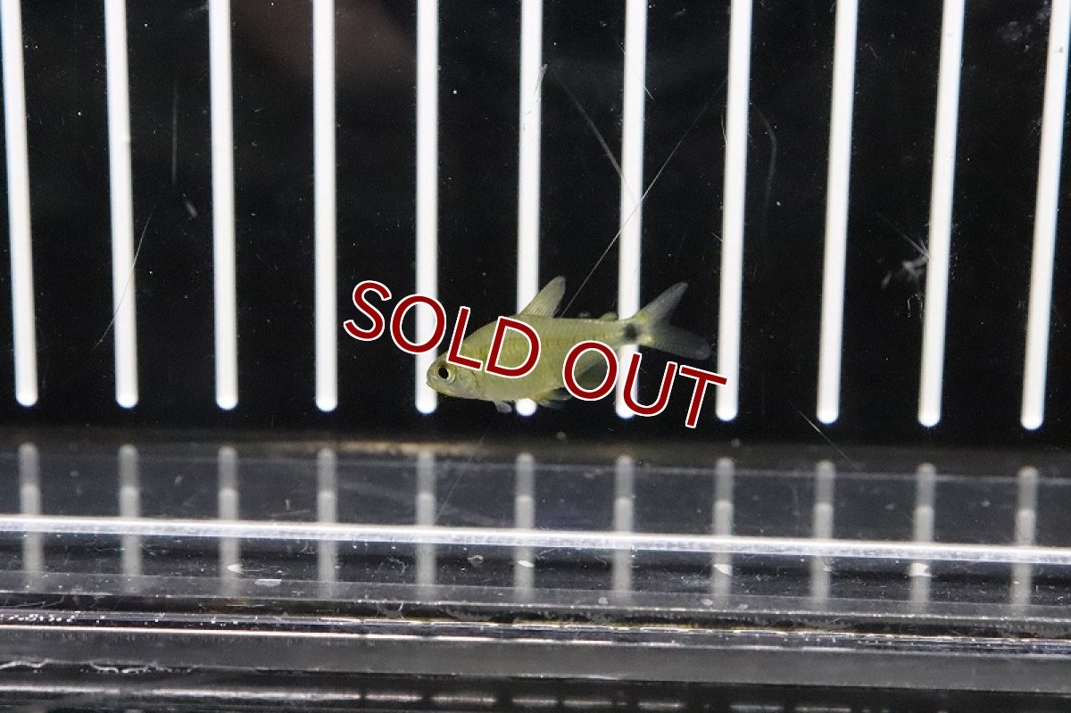 画像2: 【淡水魚】キティテトラ マットグロッソ産 ワイルド【１匹】(珍カラ)(生体)(熱帯魚)ＮＫＣＫ (2)