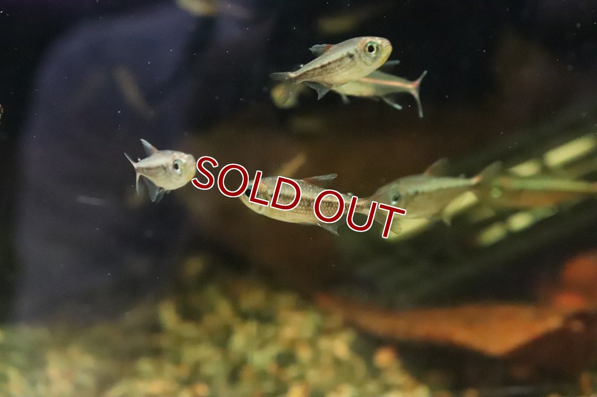 画像2: 【淡水魚】イエローコギャルテトラ マットグロッソ産 ワイルド【1匹 サンプル画像】(珍カラ)(生体)(熱帯魚)ＮＫＣＫ (2)
