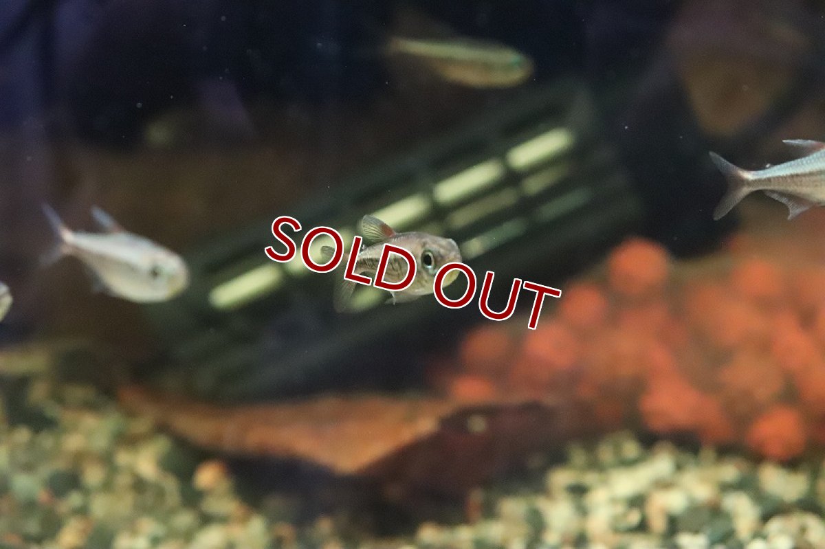 画像3: 【淡水魚】イエローコギャルテトラ マットグロッソ産 ワイルド【1匹 サンプル画像】(珍カラ)(生体)(熱帯魚)ＮＫＣＫ (3)
