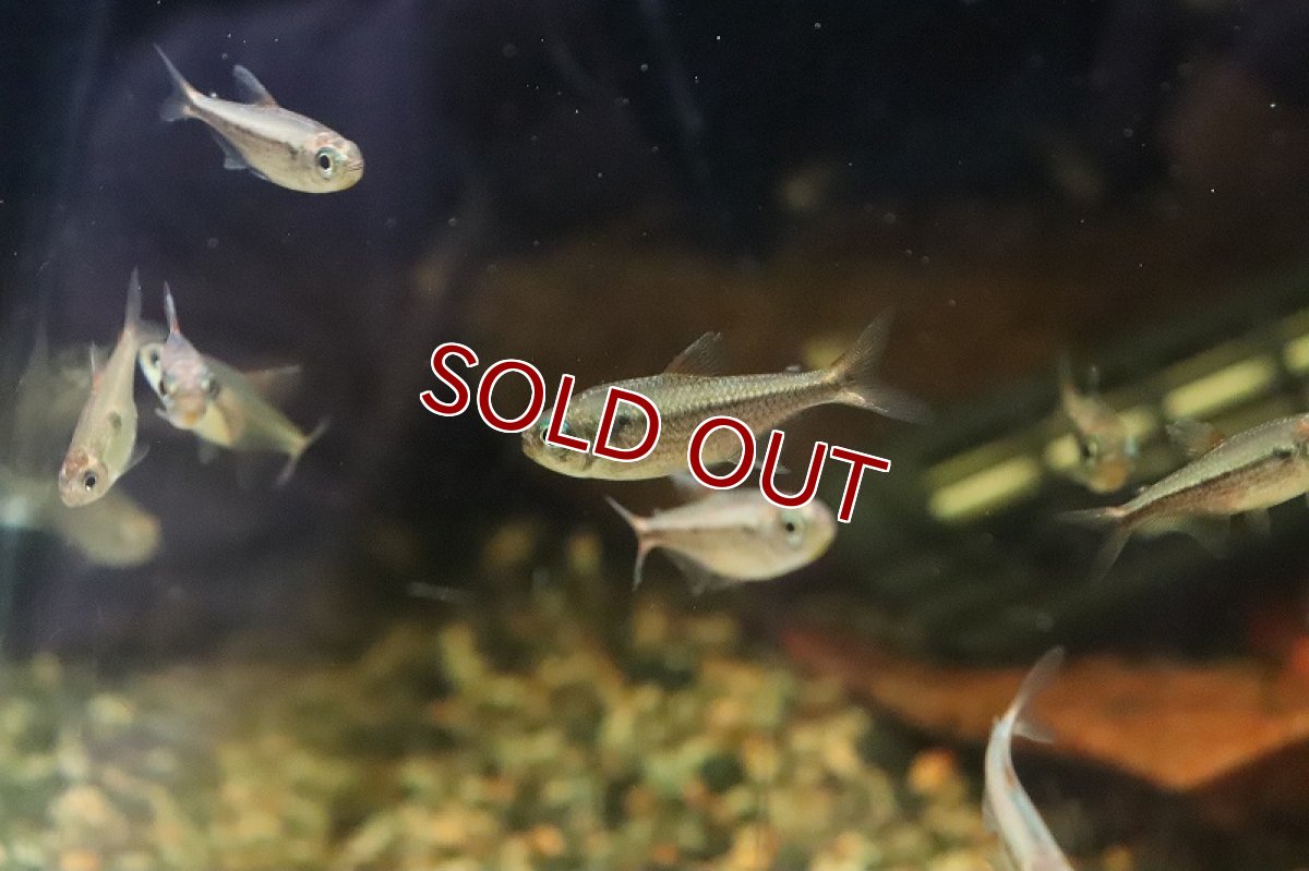 画像4: 【淡水魚】イエローコギャルテトラ マットグロッソ産 ワイルド【1匹 サンプル画像】(珍カラ)(生体)(熱帯魚)ＮＫＣＫ (4)