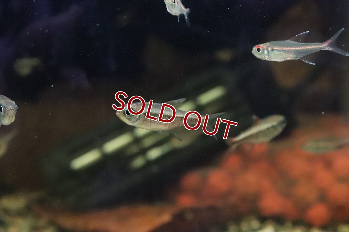 画像5: 【淡水魚】イエローコギャルテトラ マットグロッソ産 ワイルド【1匹 サンプル画像】(珍カラ)(生体)(熱帯魚)ＮＫＣＫ (5)
