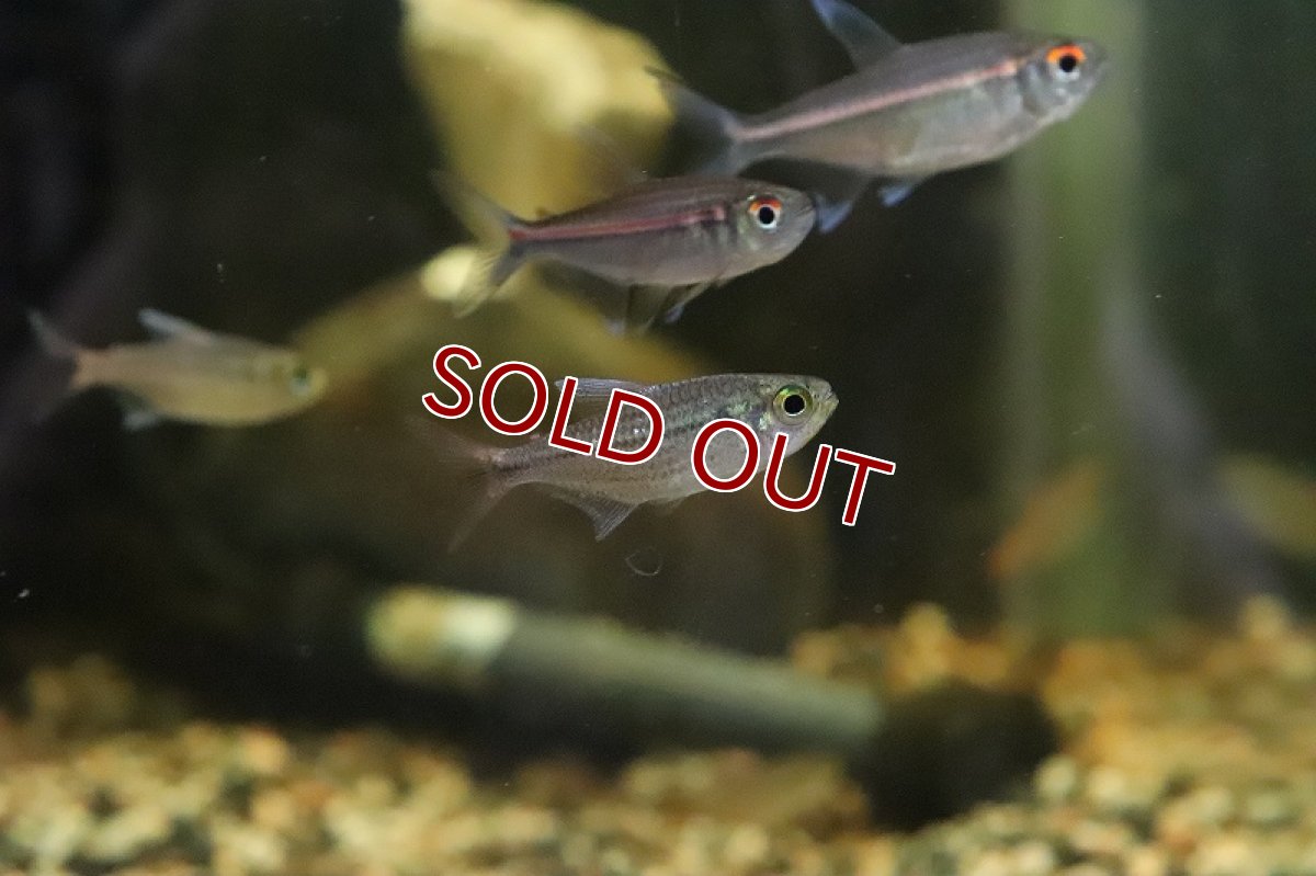 画像2: 【淡水魚】ブルームーンコギャルテトラ ワイルド【１匹】(珍カラ)(生体)(熱帯魚)ＮＫＣＫ (2)