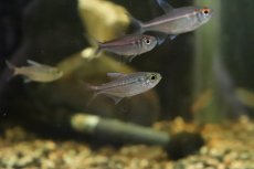 画像2: 【淡水魚】【通販】ブルームーンコギャルテトラ ワイルド【１匹】(珍カラ)(生体)(熱帯魚)ＮＫＣＫ (2)