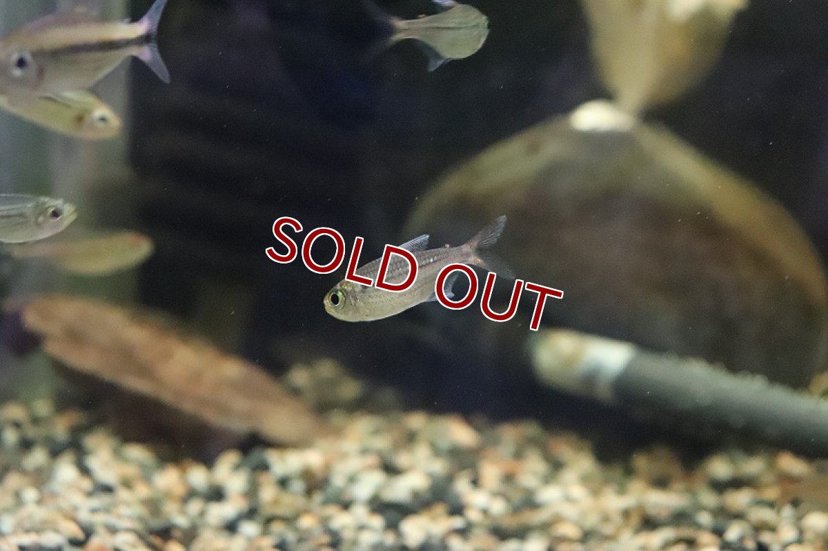 画像3: 【淡水魚】ブルームーンコギャルテトラ ワイルド【１匹】(珍カラ)(生体)(熱帯魚)ＮＫＣＫ (3)