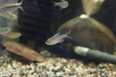 画像3: 【淡水魚】【通販】ブルームーンコギャルテトラ ワイルド【１匹】(珍カラ)(生体)(熱帯魚)ＮＫＣＫ (3)