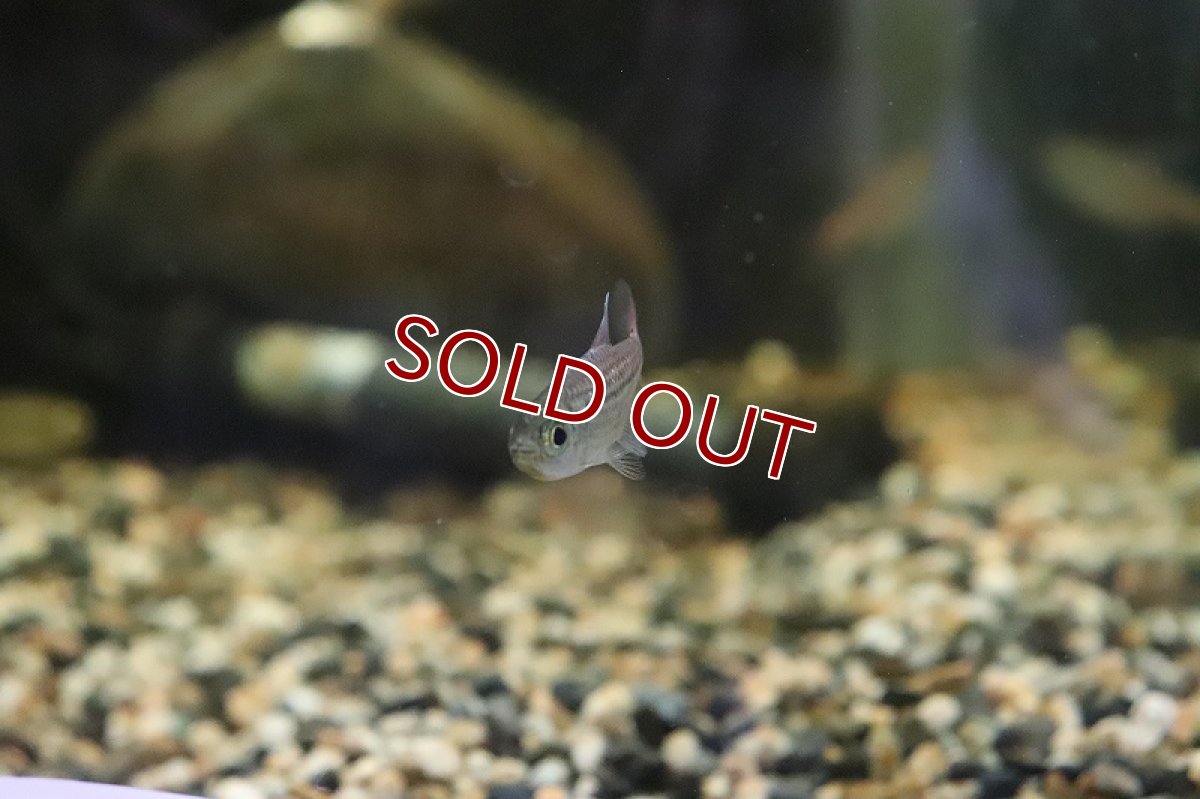 画像4: 【淡水魚】ブルームーンコギャルテトラ ワイルド【１匹】(珍カラ)(生体)(熱帯魚)ＮＫＣＫ (4)