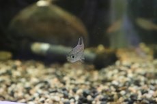 画像4: 【淡水魚】【通販】ブルームーンコギャルテトラ ワイルド【１匹】(珍カラ)(生体)(熱帯魚)ＮＫＣＫ (4)