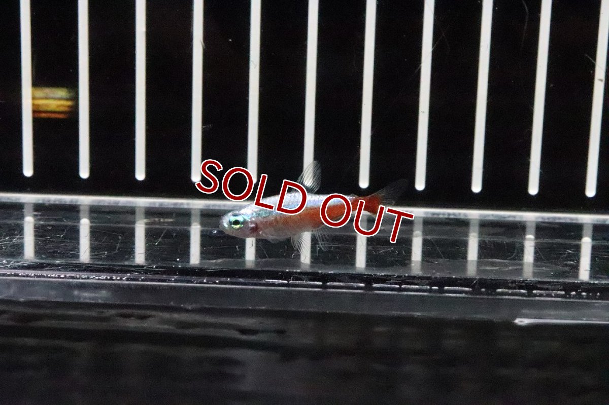 画像2: 【淡水魚】特価 ピカピカ レア種 プラチナ カージナルテトラ ワイルド【１匹】(珍カラ)(生体)(熱帯魚)ＮＫＣＫ (2)