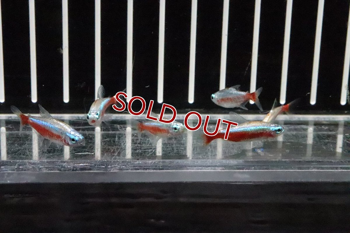 画像3: 【淡水魚】特価 ピカピカ レア種 プラチナ カージナルテトラ ワイルド【１匹】(珍カラ)(生体)(熱帯魚)ＮＫＣＫ (3)