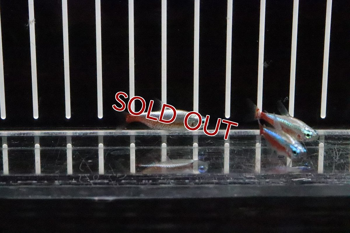 画像4: 【淡水魚】特価 ピカピカ レア種 プラチナ カージナルテトラ ワイルド【１匹】(珍カラ)(生体)(熱帯魚)ＮＫＣＫ (4)