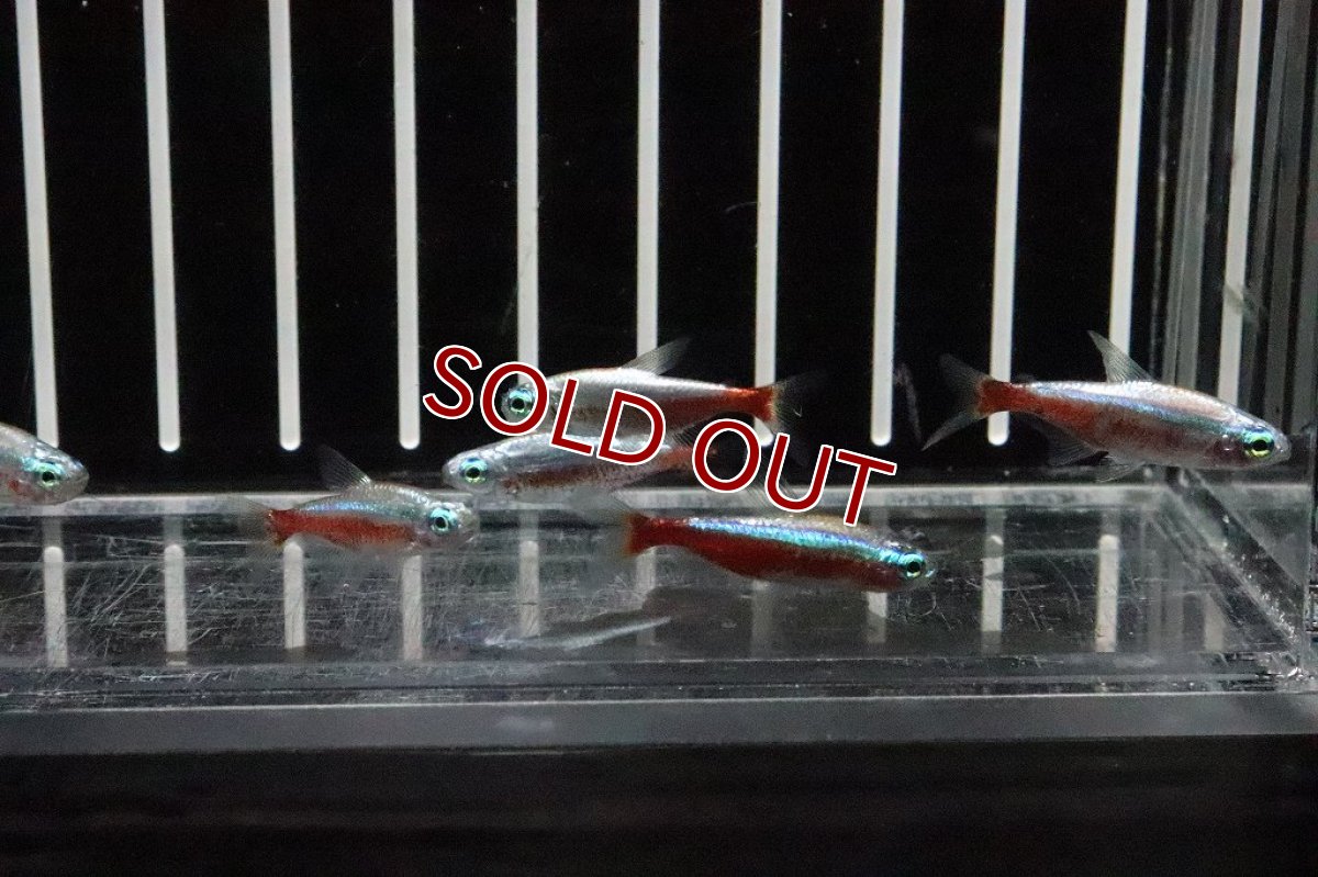 画像5: 【淡水魚】特価 ピカピカ レア種 プラチナ カージナルテトラ ワイルド【１匹】(珍カラ)(生体)(熱帯魚)ＮＫＣＫ (5)