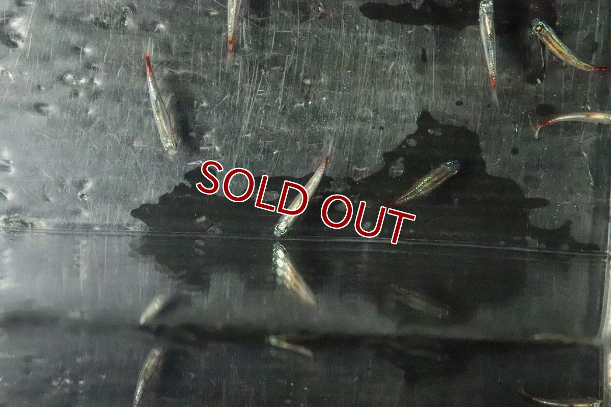 画像6: 【淡水魚】特価 ピカピカ レア種 プラチナ カージナルテトラ ワイルド【１匹】(珍カラ)(生体)(熱帯魚)ＮＫＣＫ (6)