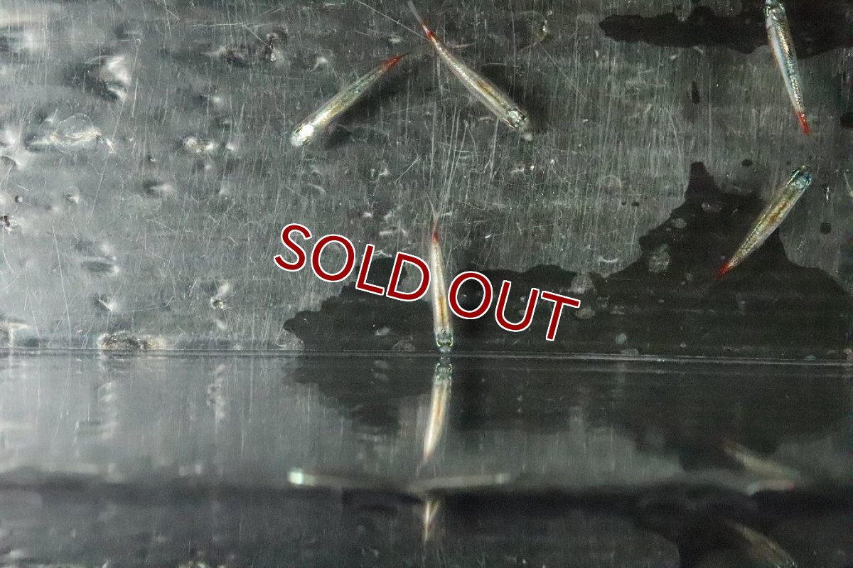 画像7: 【淡水魚】特価 ピカピカ レア種 プラチナ カージナルテトラ ワイルド【１匹】(珍カラ)(生体)(熱帯魚)ＮＫＣＫ (7)