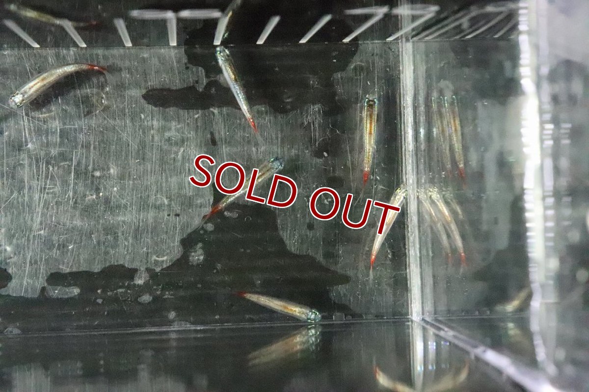 画像8: 【淡水魚】特価 ピカピカ レア種 プラチナ カージナルテトラ ワイルド【１匹】(珍カラ)(生体)(熱帯魚)ＮＫＣＫ (8)