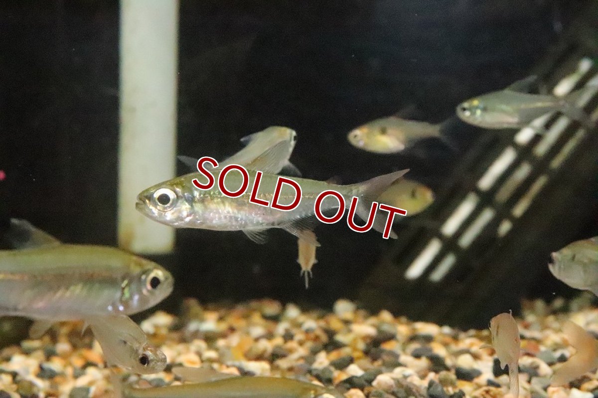 画像1: 【淡水魚】ブラジル便 モンクホーシャ コレッティ ウルプ産【１匹】(珍カラ)(生体)(淡水)NKCＫ (1)
