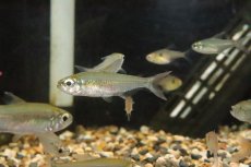 画像1: 【淡水魚】【通販】ブラジル便 モンクホーシャ コレッティ ウルプ産【１匹】(珍カラ)(生体)(淡水)NKCＫ (1)