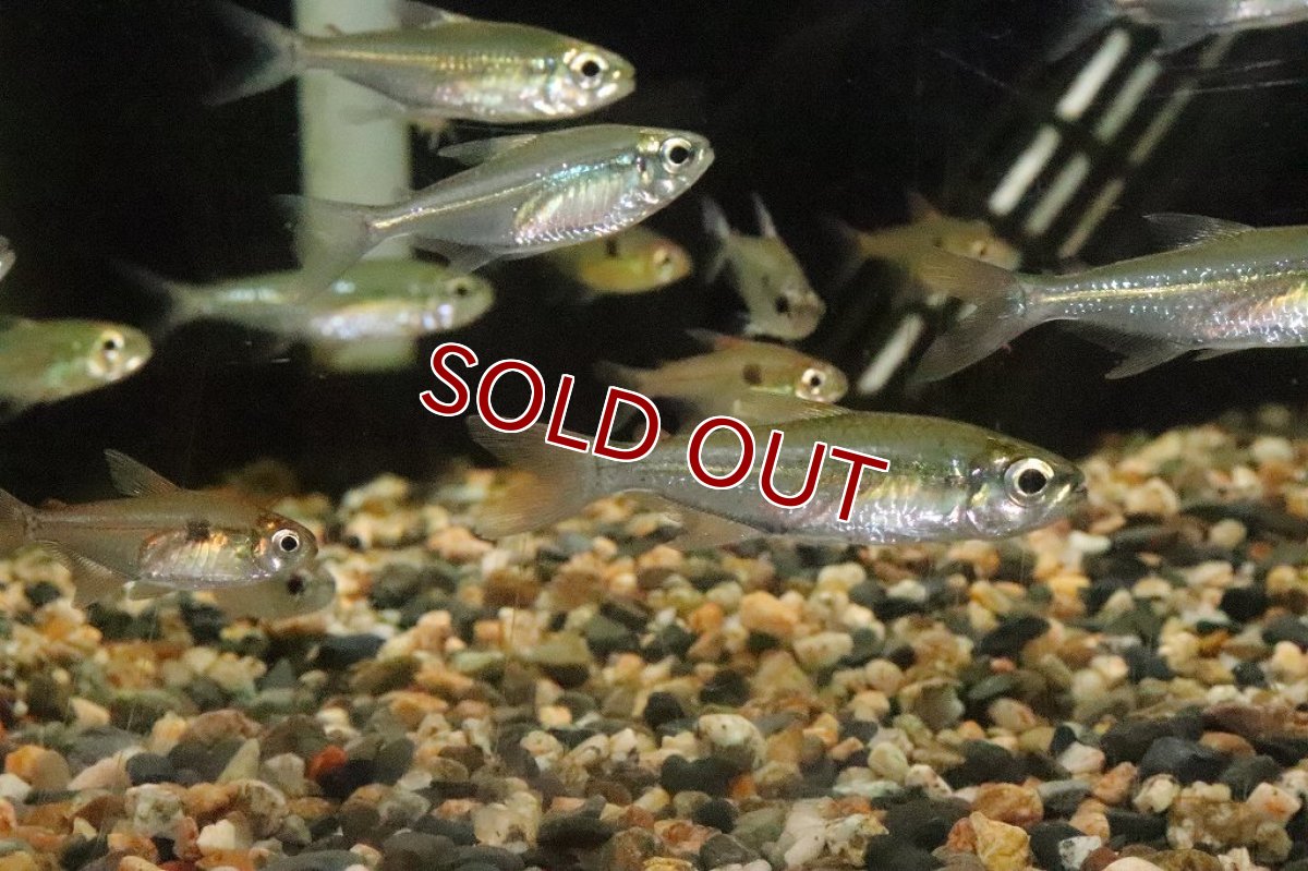 画像2: 【淡水魚】ブラジル便 モンクホーシャ コレッティ ウルプ産【１匹】(珍カラ)(生体)(淡水)NKCＫ (2)