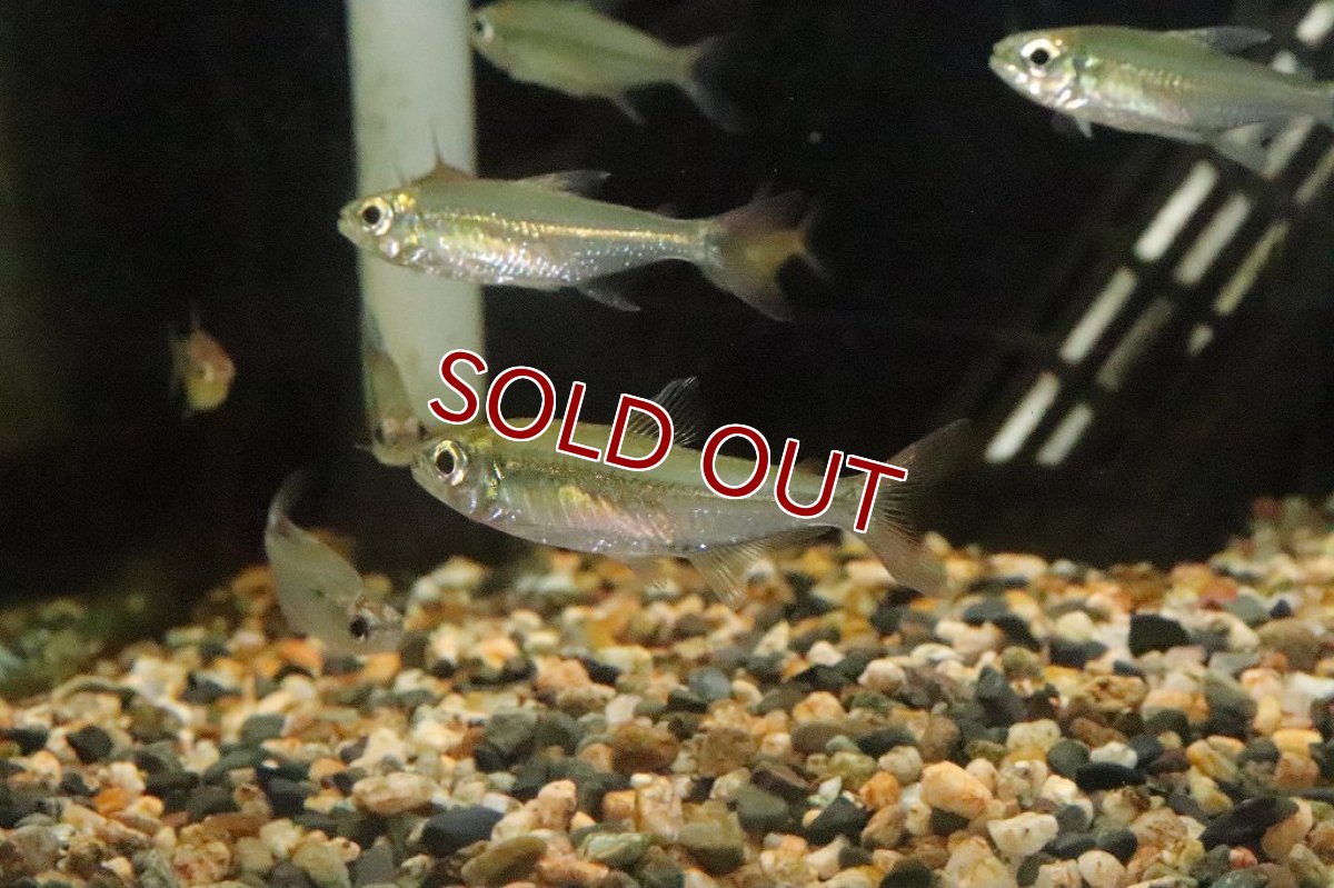 画像3: 【淡水魚】ブラジル便 モンクホーシャ コレッティ ウルプ産【１匹】(珍カラ)(生体)(淡水)NKCＫ (3)