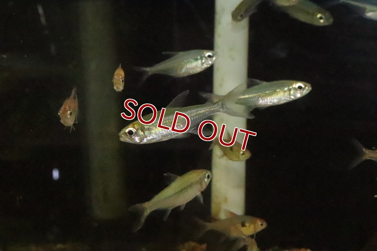 画像4: 【淡水魚】ブラジル便 モンクホーシャ コレッティ ウルプ産【１匹】(珍カラ)(生体)(淡水)NKCＫ (4)