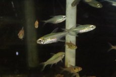 画像4: 【淡水魚】ブラジル便 モンクホーシャ コレッティ ウルプ産【１匹】(珍カラ)(生体)(淡水)NKCＫ (4)