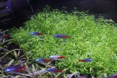 画像2: 【淡水魚】【通販】ロングフィン ダイヤモンドヘッドネオンテトラ【１匹】(珍カラ)（生体）（熱帯魚）NKＣＫ (2)