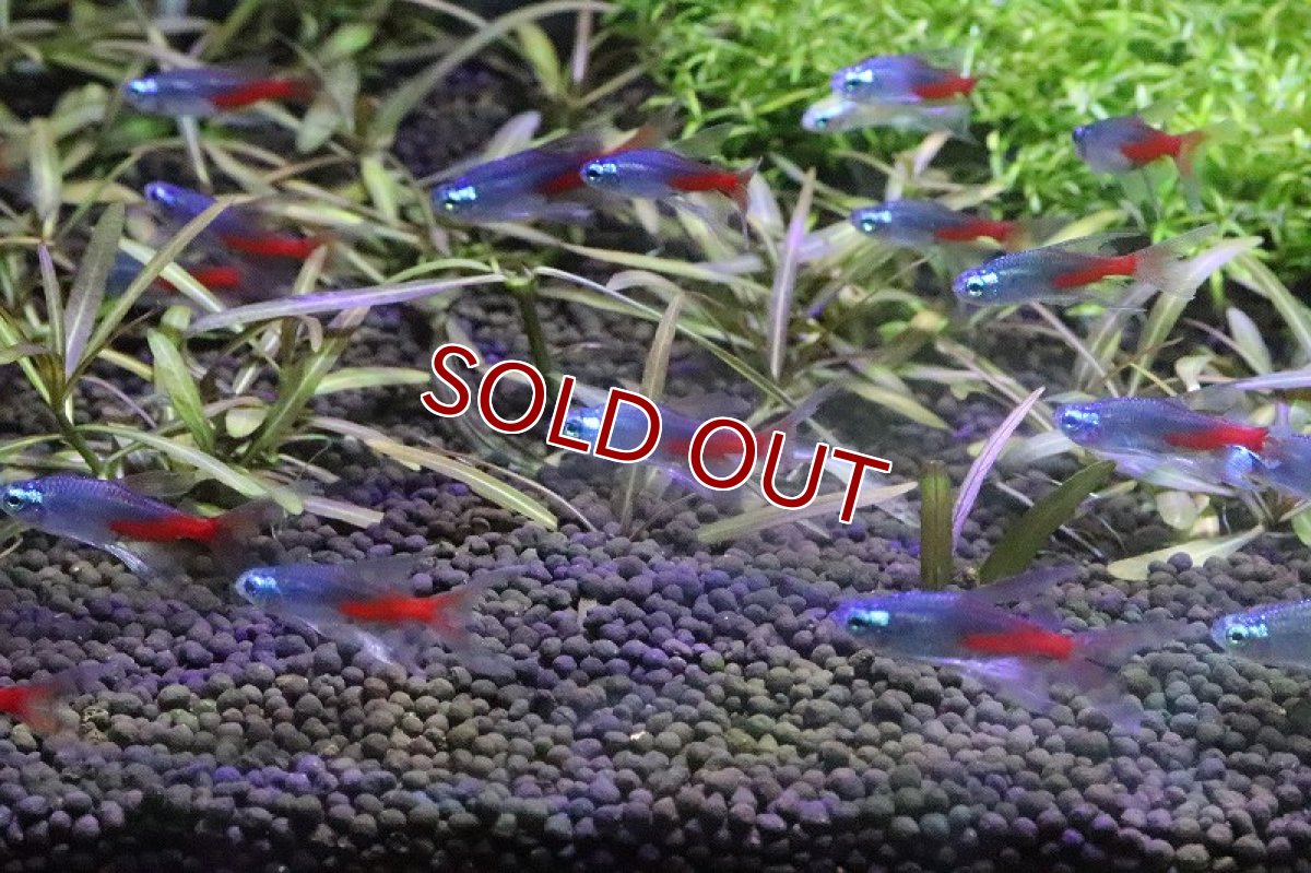 画像3: 【淡水魚】ロングフィン ダイヤモンドヘッドネオンテトラ【１匹】(珍カラ)（生体）（熱帯魚）NKＣＫ (3)