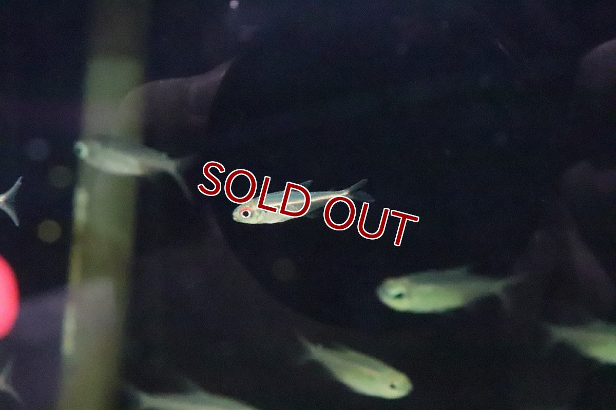 画像2: 【淡水魚】ハイフェソブリコン スーパーヘテロラブダス ウルブー産 ワイルド【１匹】(珍カラ)(生体)(淡水)NKCＫ (2)