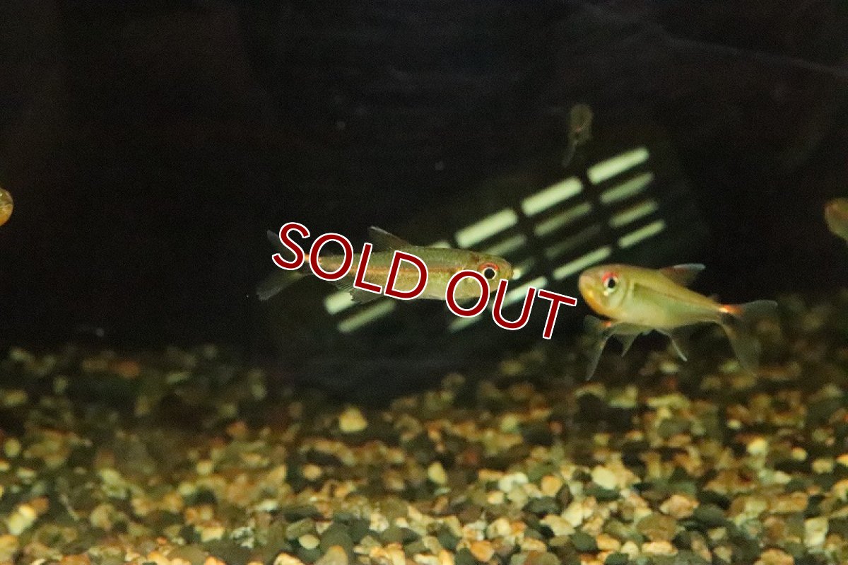 画像2: 【淡水魚】レッドショルダーホタルテトラ マラカナ産 ワイルド【1匹 サンプル画像】(珍カラ)(生体)(淡水)NKCＫ (2)