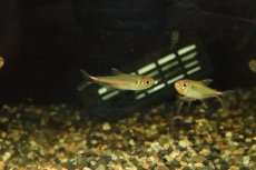 画像2: 【淡水魚】【通販】レッドショルダーホタルテトラ マラカナ産 ワイルド【1匹 サンプル画像】(珍カラ)(生体)(淡水)NKCＫ (2)