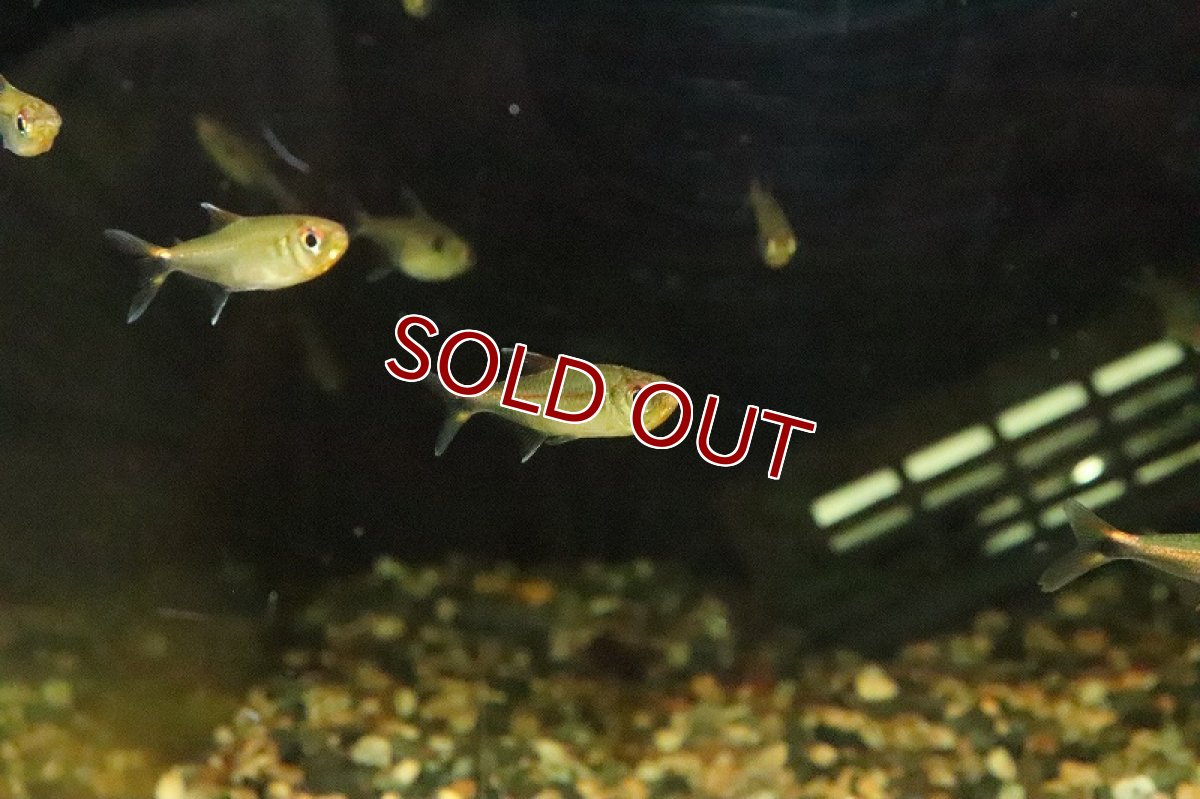 画像3: 【淡水魚】レッドショルダーホタルテトラ マラカナ産 ワイルド【1匹 サンプル画像】(珍カラ)(生体)(淡水)NKCＫ (3)