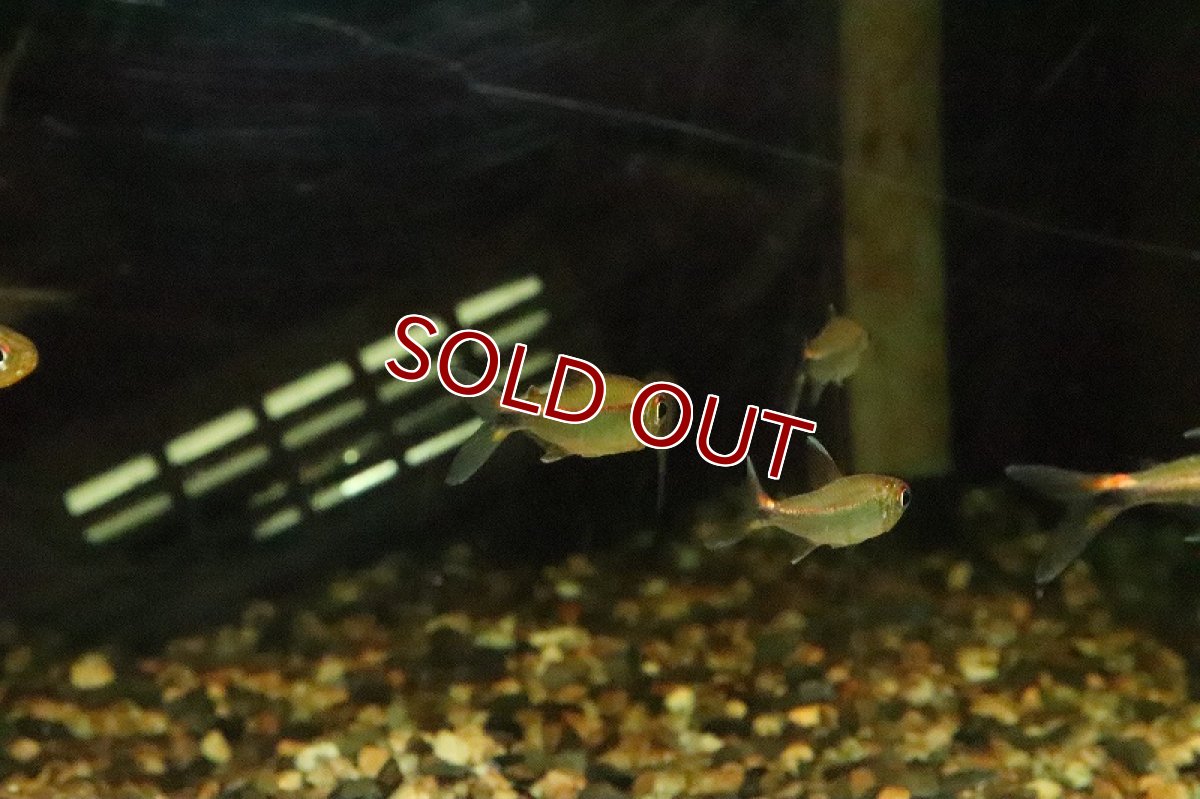 画像4: 【淡水魚】レッドショルダーホタルテトラ マラカナ産 ワイルド【1匹 サンプル画像】(珍カラ)(生体)(淡水)NKCＫ (4)