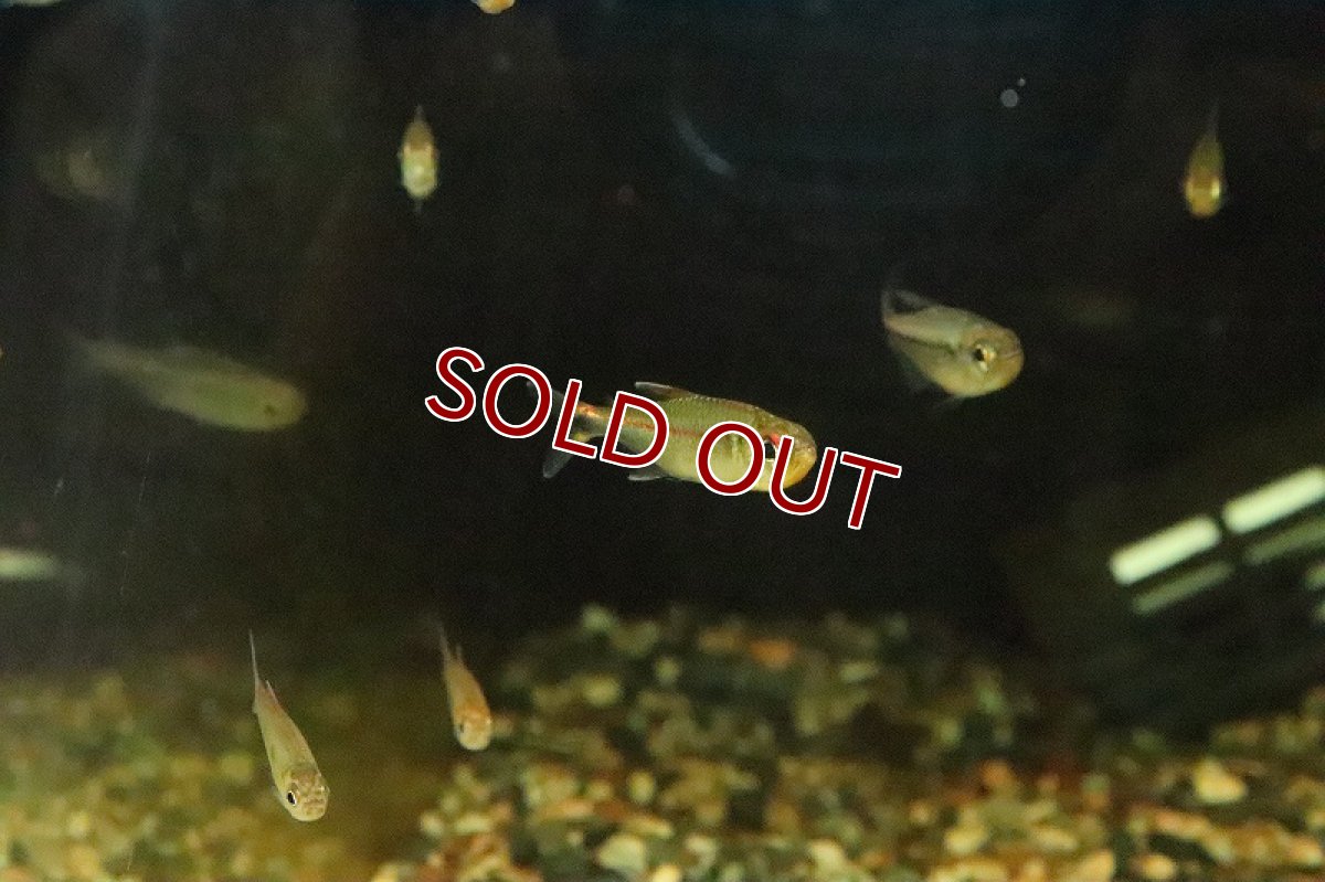 画像5: 【淡水魚】レッドショルダーホタルテトラ マラカナ産 ワイルド【1匹 サンプル画像】(珍カラ)(生体)(淡水)NKCＫ (5)