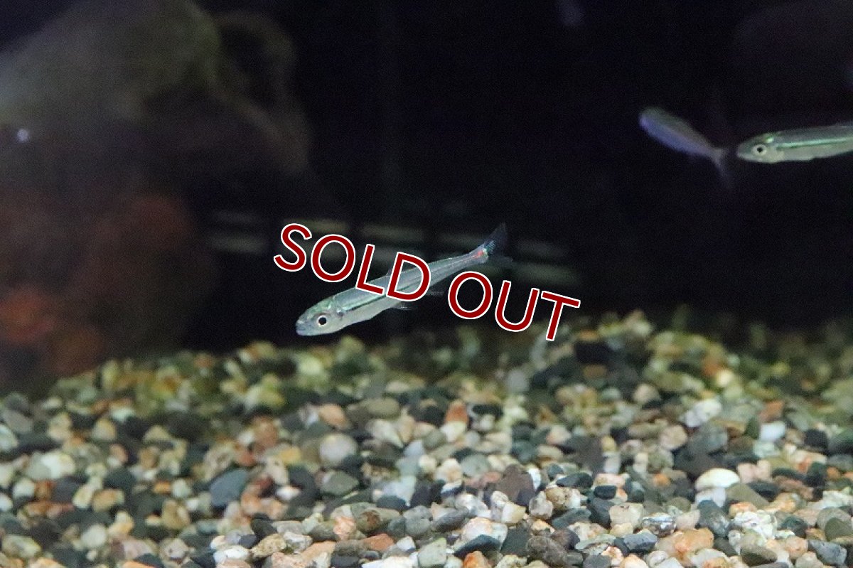 画像2: 【淡水魚】トリカラーイグアノディクタス マラヴィーリャ産 ワイルド【１匹】(珍カラ)(生体)(淡水)NKCＫ (2)