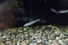 画像2: 【淡水魚】【通販】トリカラーイグアノディクタス マラヴィーリャ産 ワイルド【１匹】(珍カラ)(生体)(淡水)NKCＫ (2)