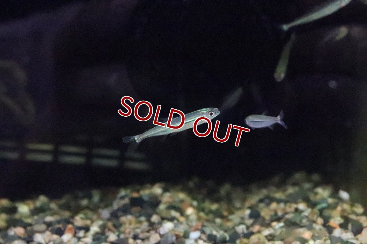 画像3: 【淡水魚】トリカラーイグアノディクタス マラヴィーリャ産 ワイルド【１匹】(珍カラ)(生体)(淡水)NKCＫ (3)