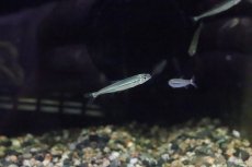 画像3: 【淡水魚】【通販】トリカラーイグアノディクタス マラヴィーリャ産 ワイルド【１匹】(珍カラ)(生体)(淡水)NKCＫ (3)