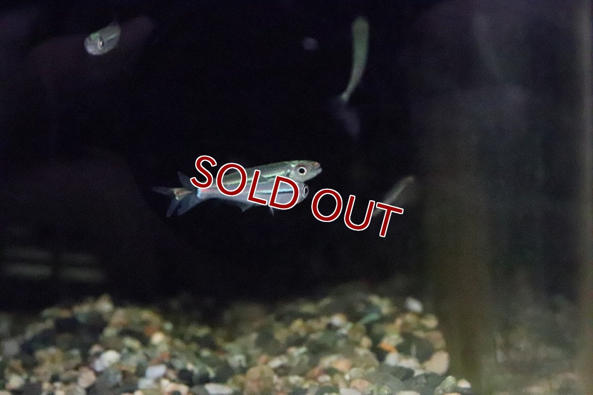 画像4: 【淡水魚】トリカラーイグアノディクタス マラヴィーリャ産 ワイルド【１匹】(珍カラ)(生体)(淡水)NKCＫ (4)