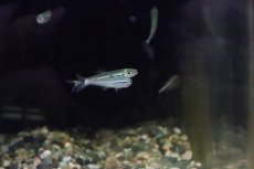 画像4: 【淡水魚】【通販】トリカラーイグアノディクタス マラヴィーリャ産 ワイルド【１匹】(珍カラ)(生体)(淡水)NKCＫ (4)